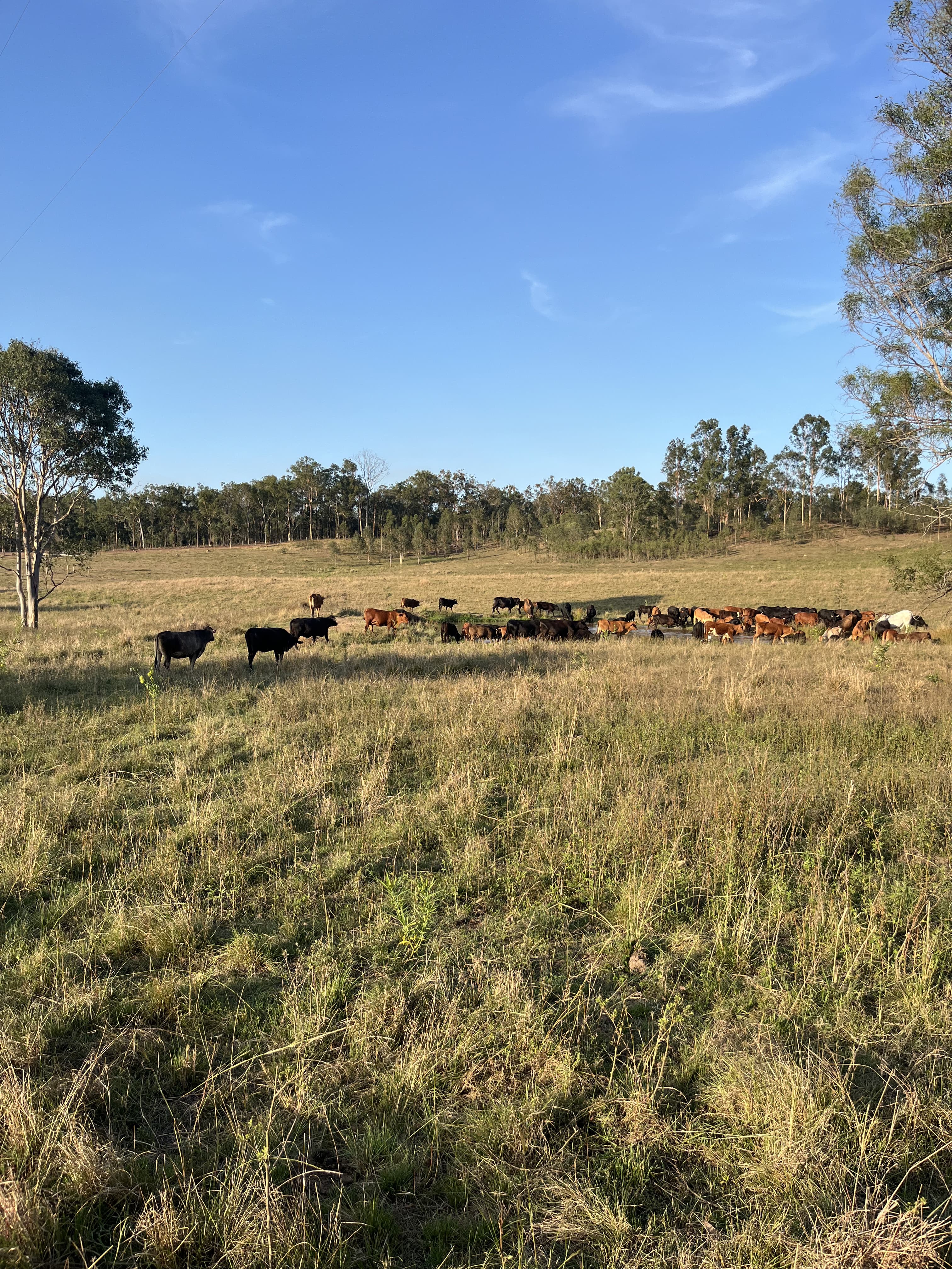 Sunrise over our farm in Gympie, Queensland