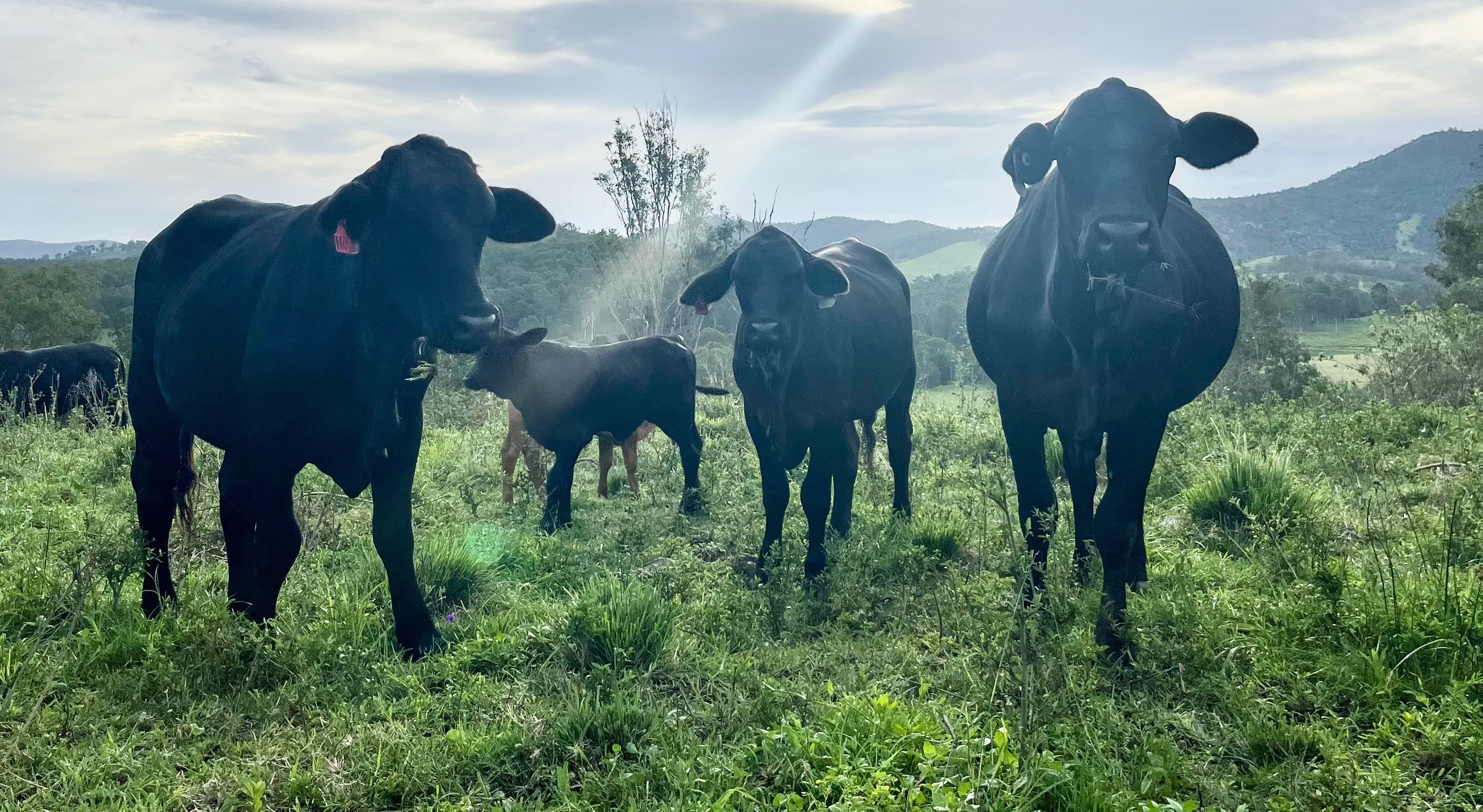 Cattle grazing on lush pasture