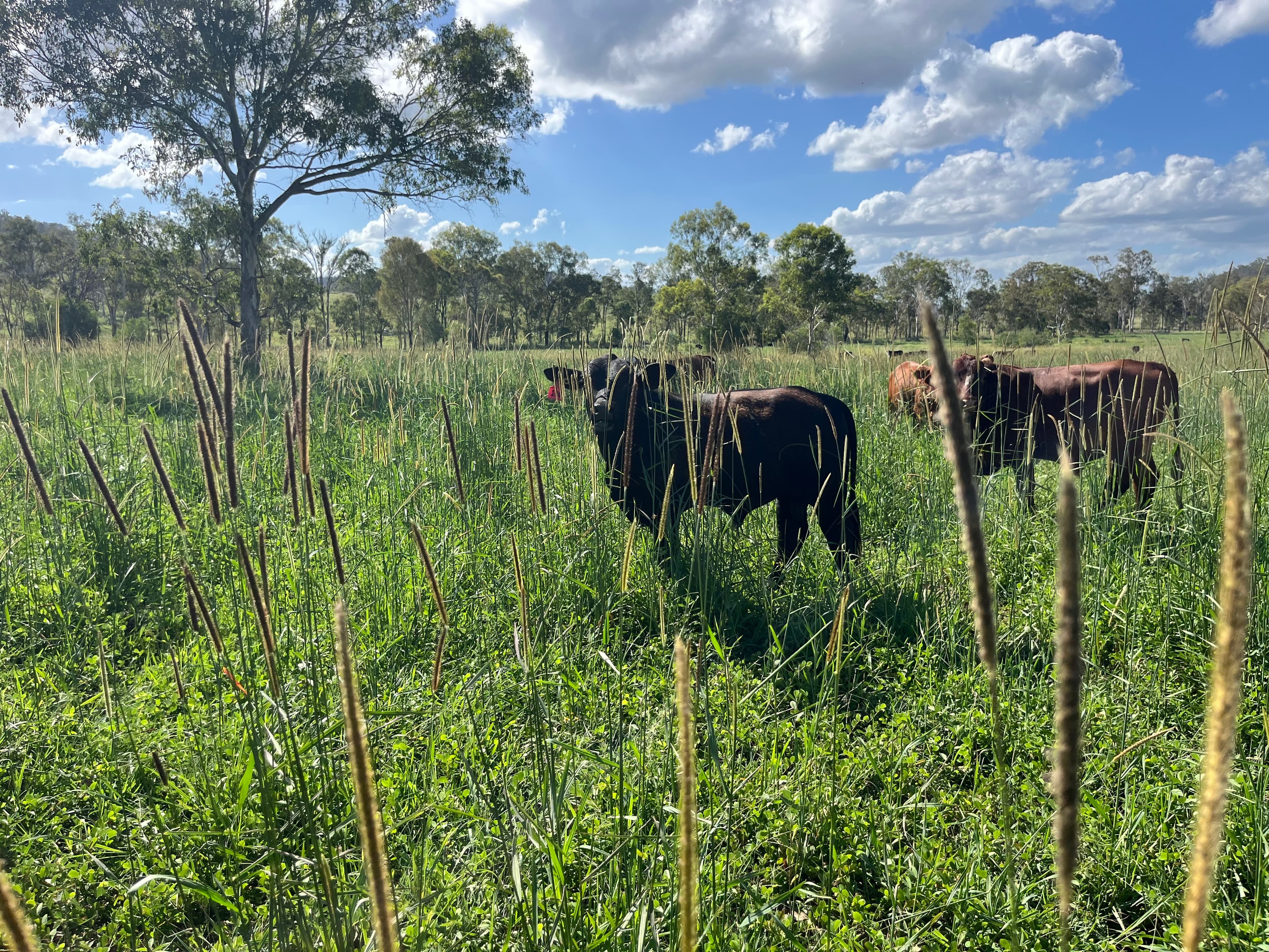 Cattle grazing on lush green pasture at Greenslopes Pastoral farm